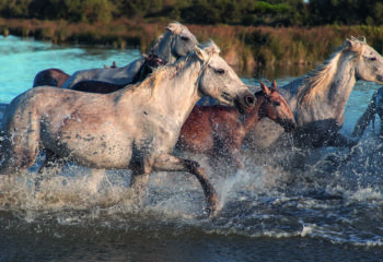 horses-3697217_1280