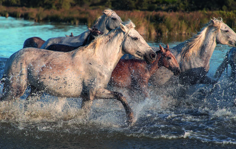 horses-3697217_1280